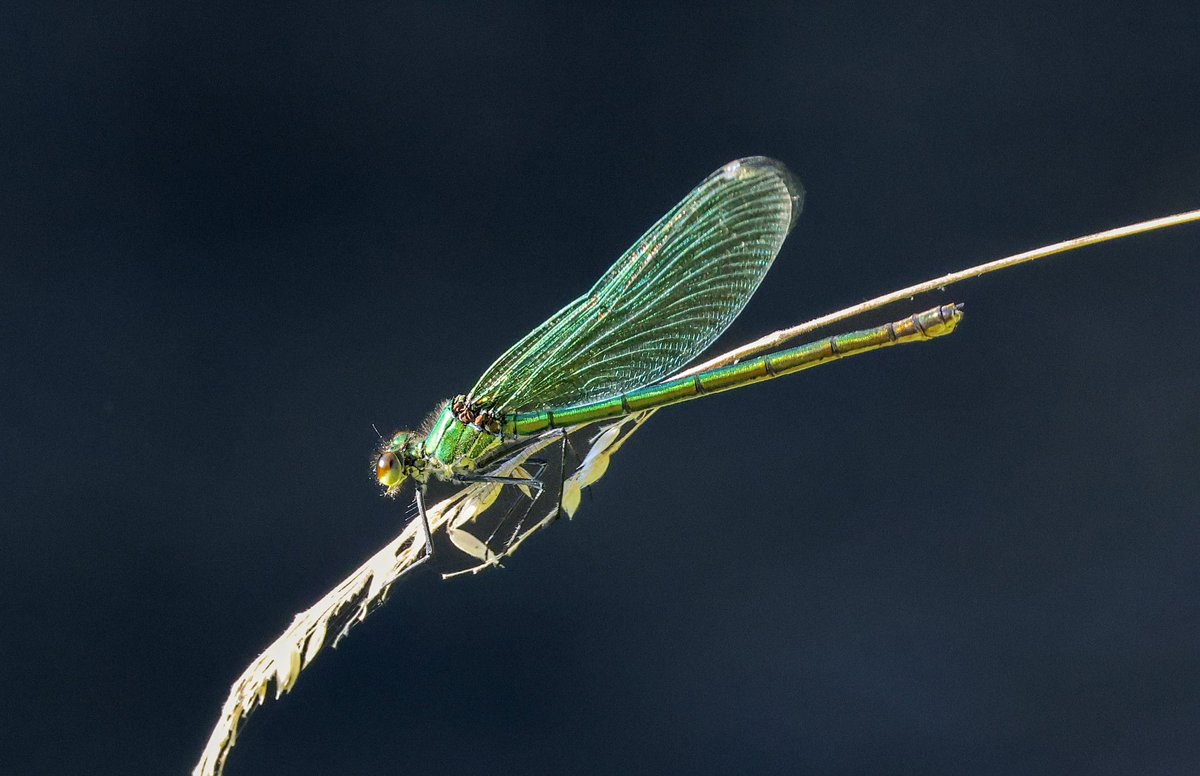 Not been on here in a while, been doing some nature writing. Here’s  a female banded demoiselle, distant cousin of my dragonfly logo. Photo taken at Bushy Park. Glorious place to get close to nature.

#bandeddemoiselle #wildlifephotography #naturewriting #chichestercopywriter