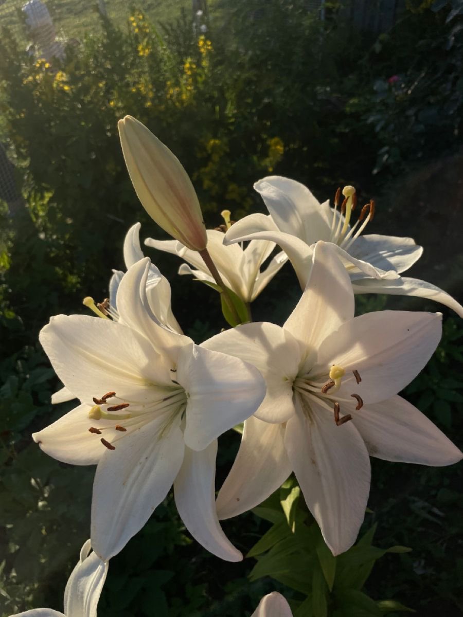 shill me your favourite flower!!
i love lilies ^.^