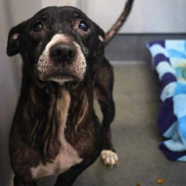 Aurora ⸆⸉ ❯❯❯❯ (@_taysmyoxygen1d) on Twitter photo 🆘 NEGLECTED DOG IS BEING KILLED TMW 8.4 BY #SANANTONIO ACS #TEXAS‼️
PENNY 💖#A768552
3yo, 36lb
💕friendly
🚨mod to severe gen alopecia w exco & erythema, pruritus, overgrown claws
To #AdoptDontShop / #Foster 📧 acsadoptions@sanantonio.gov
acsrescue-foster@sanantonio.gov 🆘 NEGLECTED DOG IS BEING KILLED TMW 8.4 BY #SANANTONIO ACS #TEXAS‼️
PENNY 💖#A768552
3yo, 36lb
💕friendly
🚨mod to severe gen alopecia w exco & erythema, pruritus, overgrown claws
To #AdoptDontShop / #Foster 📧 acsadoptions@sanantonio.gov
acsrescue-foster@sanantonio.gov