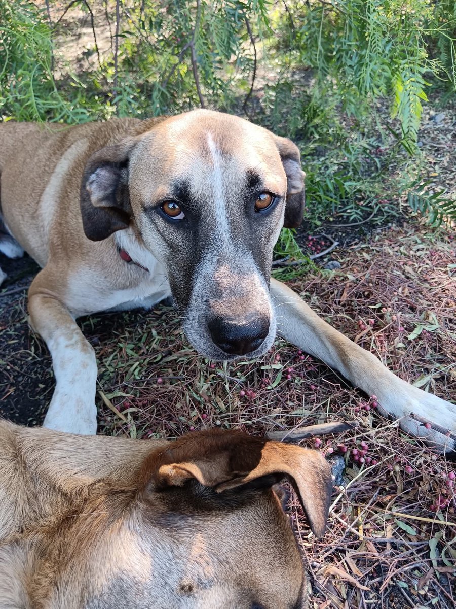 unonlus's tweet image. #Zeus e #Ares #cercafamiglia 
🆘️🆘️🆘️🙏🏻🙏🏻🙏🏻🙏🏻🙏🏻
Se  interessati ad adottare mandare un messaggio whatsapp con breve presentazione al 3204516186
 #giulia