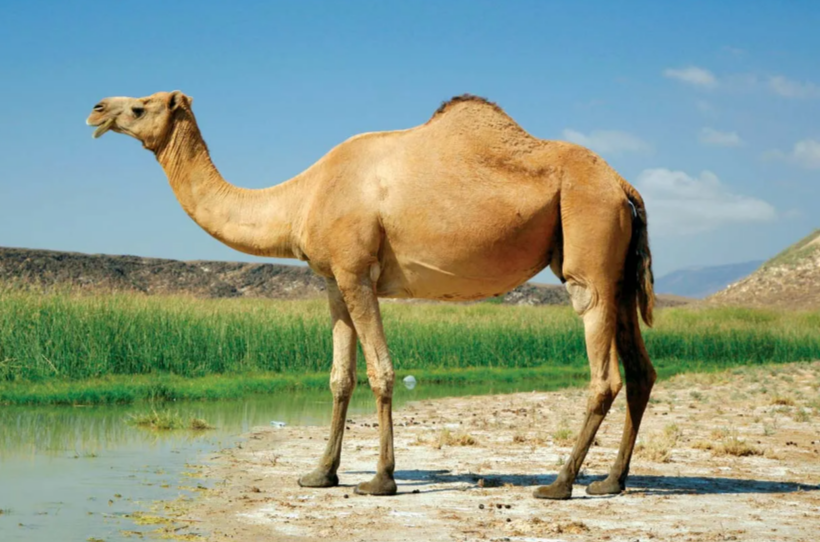Why does nobody ever mention how hard Bactrian camels mog Arabian camels. 

Extremely straightforward Virgin vs Chad dichotomy, so rare in the animal world