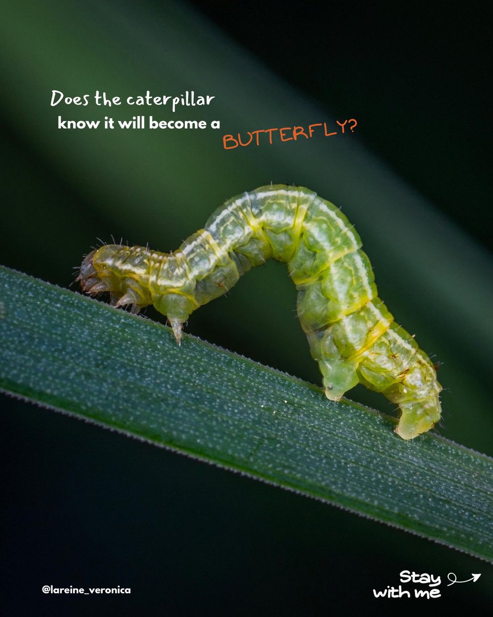 lareineveronica's tweet photo. Does the caterpillar know it will become a butterfly? 
A letter. 
#writer #friendship #evolving #shedding #butterflylifecycle #bloom #podcast #fyp https://t.co/Bsj6w5dMHh
