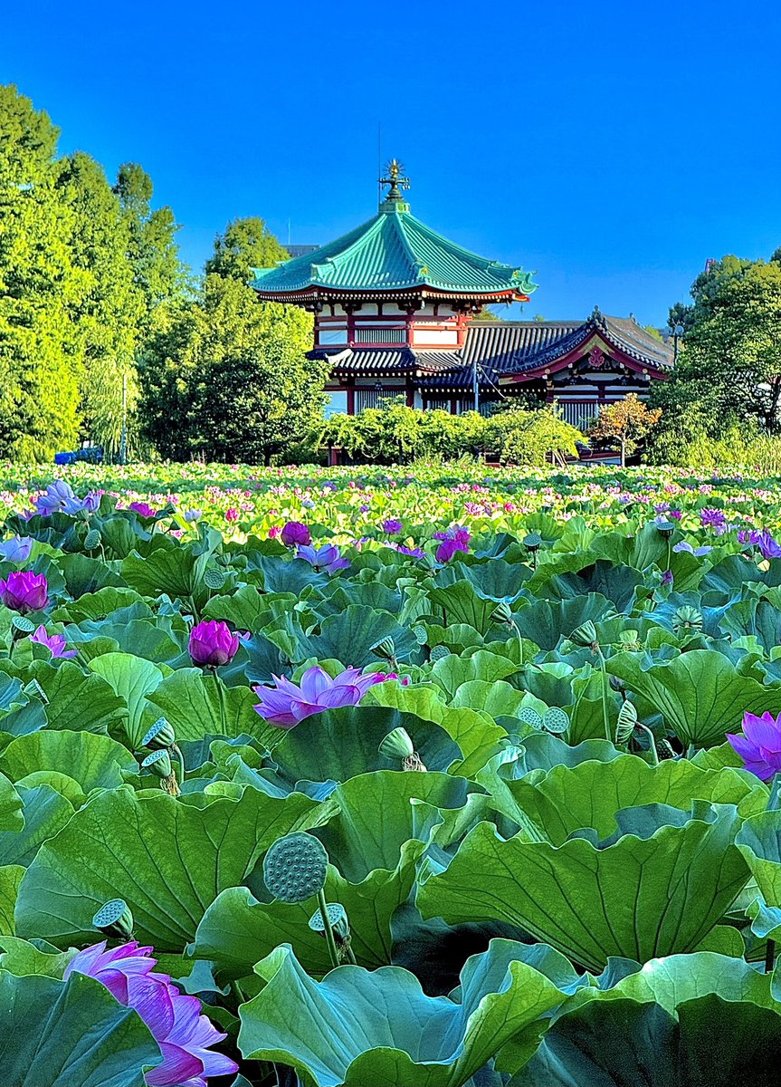 朝日浴び花咲く蓮 不忍池辯天堂