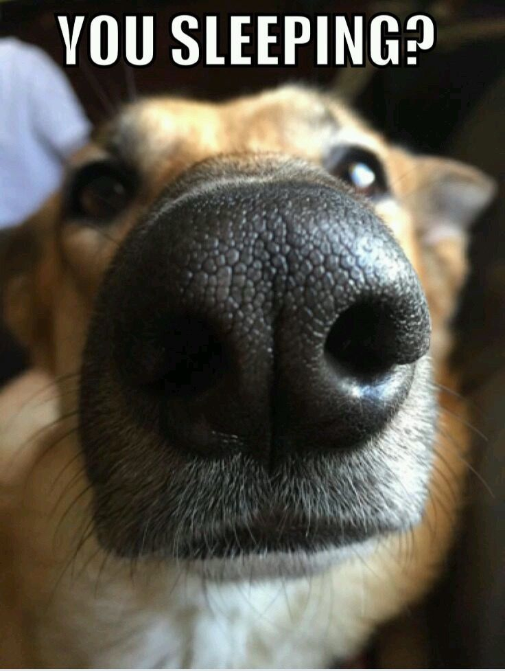 Heckin Good Dogs (@heckingooddogs) on Twitter photo 