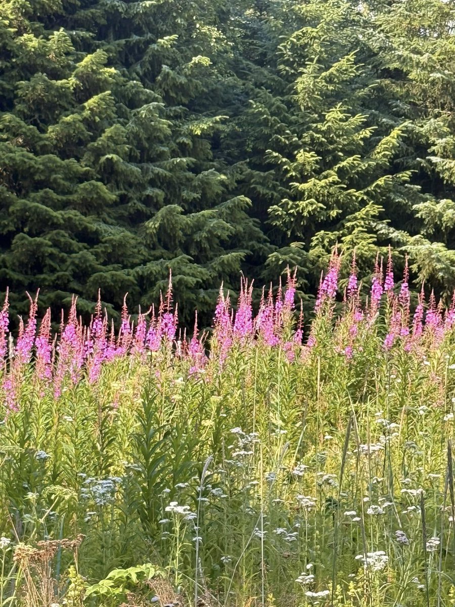 From champagne and caviar to zip lining above Grizzly Falls — these guests made the most of an amazing day in Skagway aboard #SevenSeasExplorer. 🥂 Thank you for sharing part of your voyage with us Michelle T.! #MyRegentExperience #WeAreRegent #AlaskaCruises #LuxuryCruising
