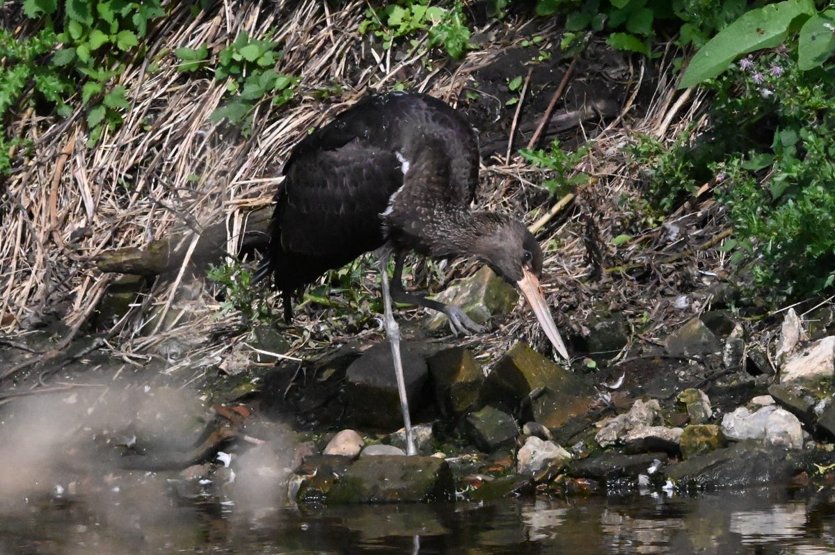 Craig Sherwood tweet media