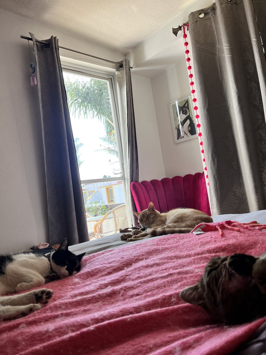 Domíngueando con sujetos gatunos