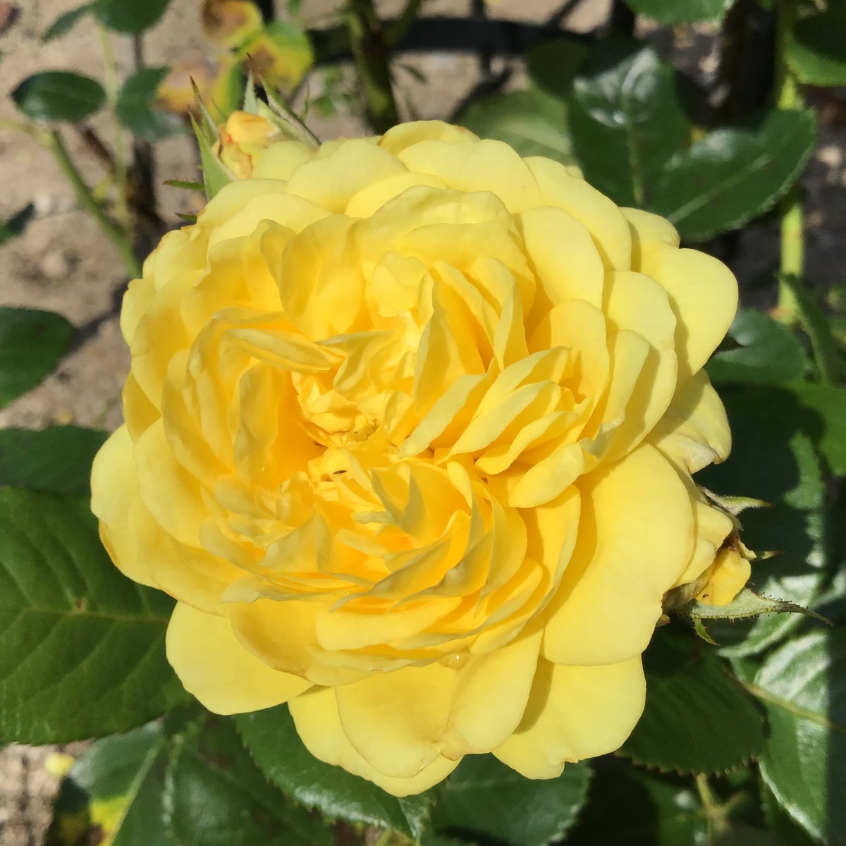 おはようございます😃
今日も暑くなりそうですが、がんばりましょう😊💜
良い１日になりますように😌✨

クリスティアーナ✨