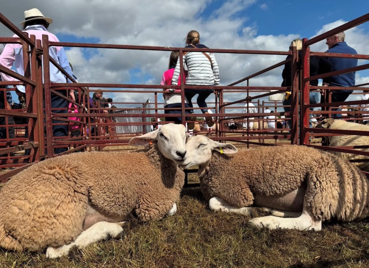Brecon County Show tweet media