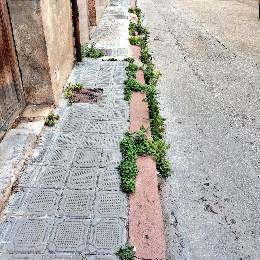 Igual hay que crear una brigada municipal de cabras para que vayan limpiando de manera natural las hierbas de la vía pública en el centro de Vila-real.
