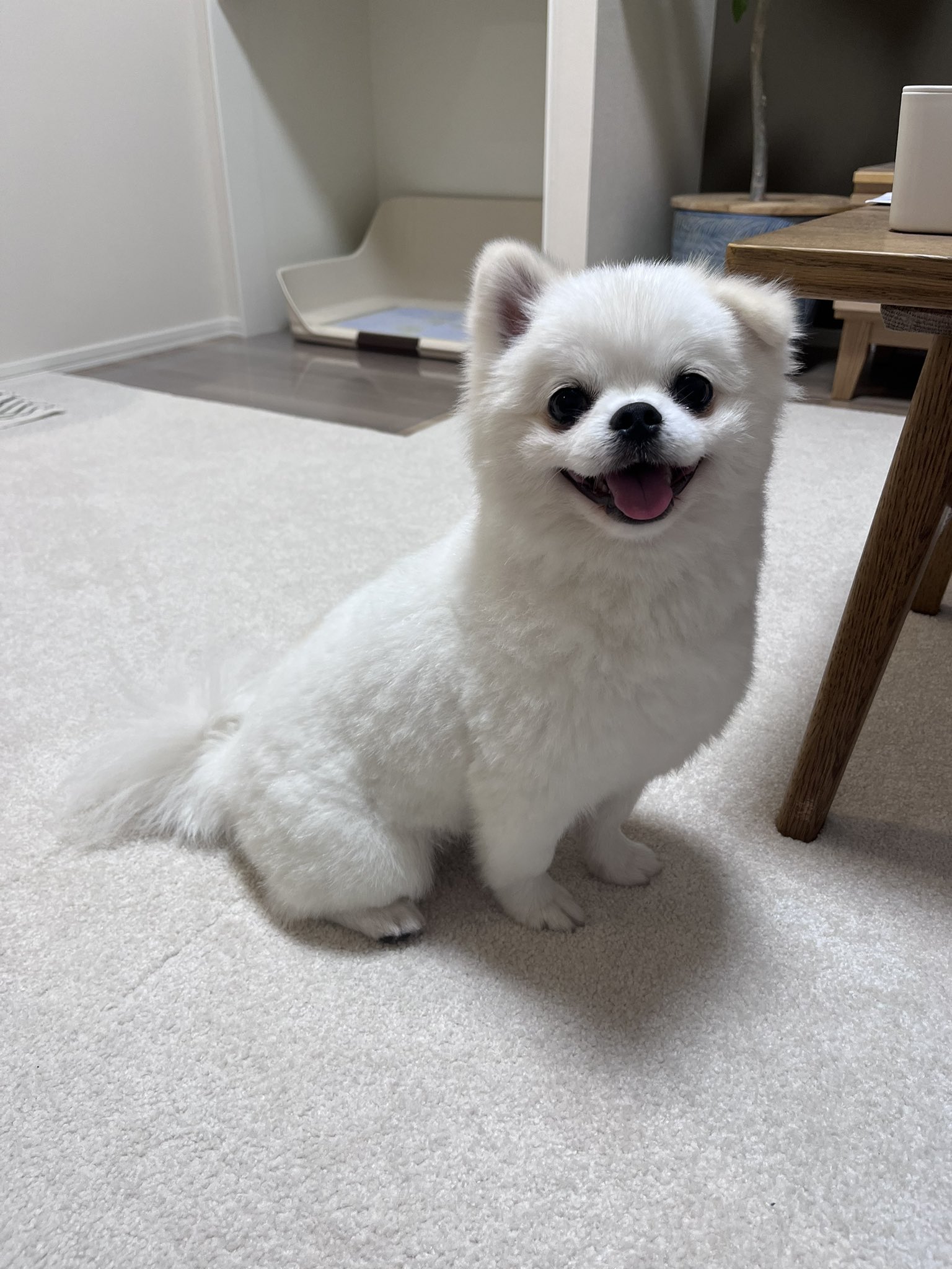アザラシいぬ🦭ましゅたん on X: 