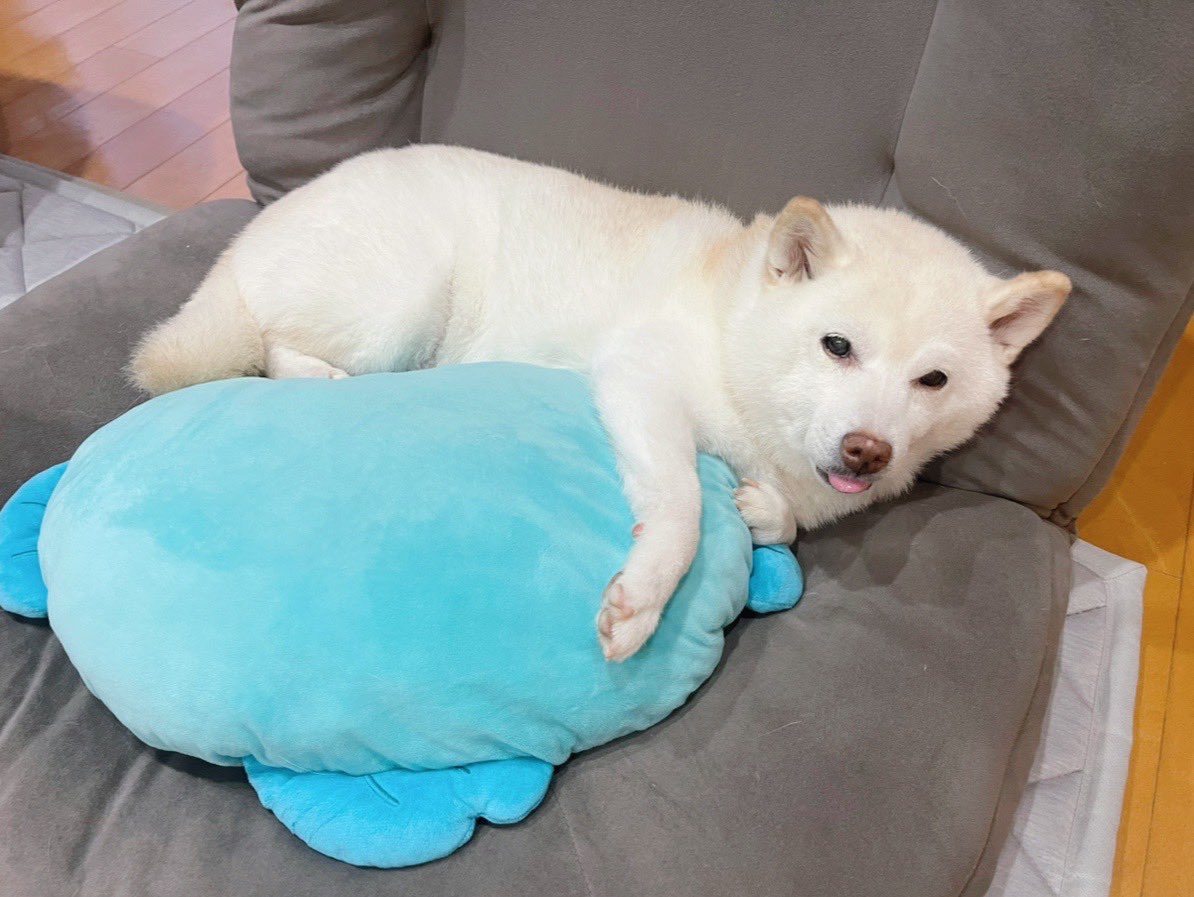 おはようございます🐶

＃白柴
＃柴犬のいる暮らし