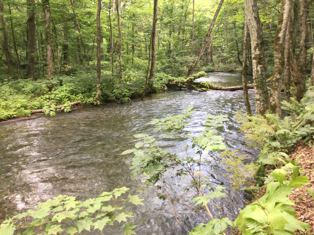 #奥入瀬渓流
緑と太陽の光で一杯の奥入瀬渓流沿いを
車で通っています。
窓を開けカーラジオをオフ。
川のせせらぎと
葉の音、虫の声、自然の音を感じています。
大量のアブ🪰が室内に入ってきた時はびっくりしましたが、
とても癒されました😀
私にとって最高のパワースポットです。
