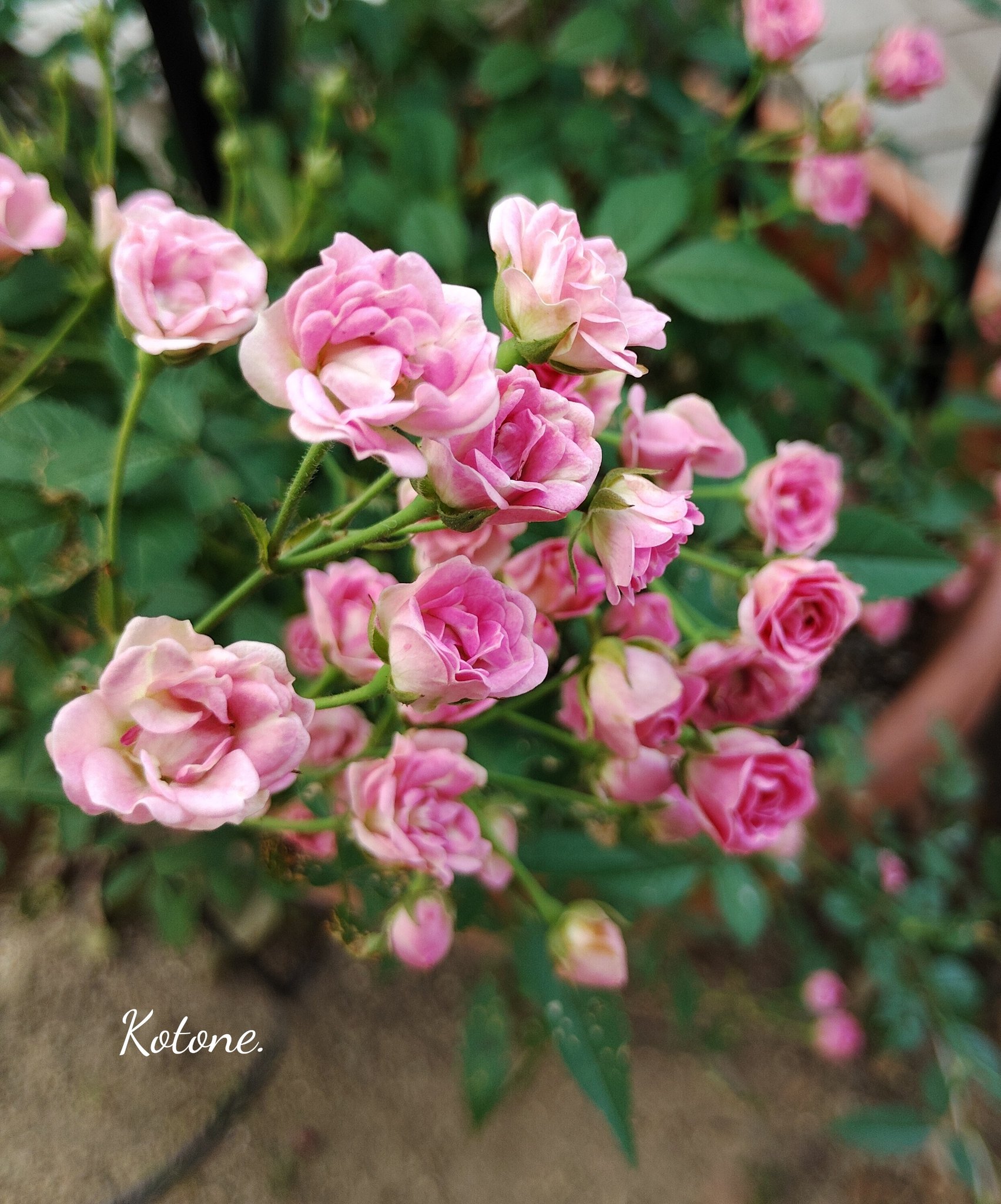 薔薇○コメント下さい おはようございます(⁎ᴗ͈ˬᴗ͈⁎) キルケ🌹✨ * 今年の春一番花の