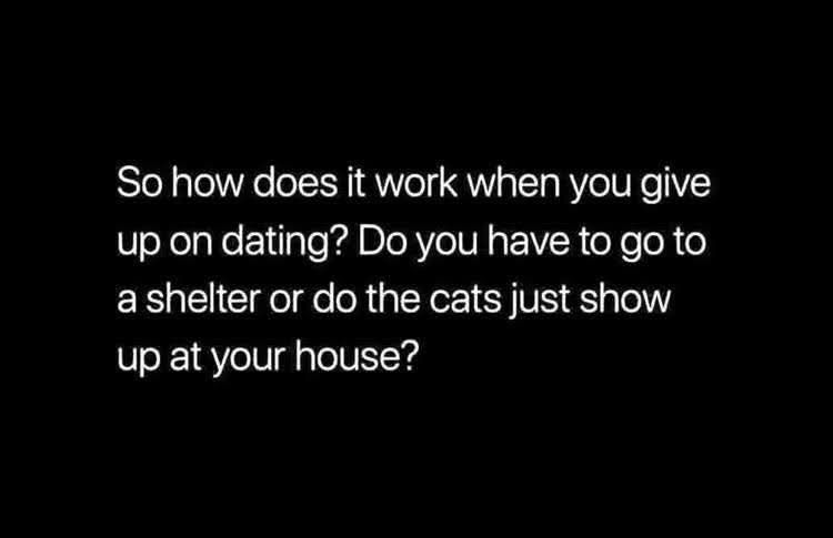 Cats and Kittens tweet media