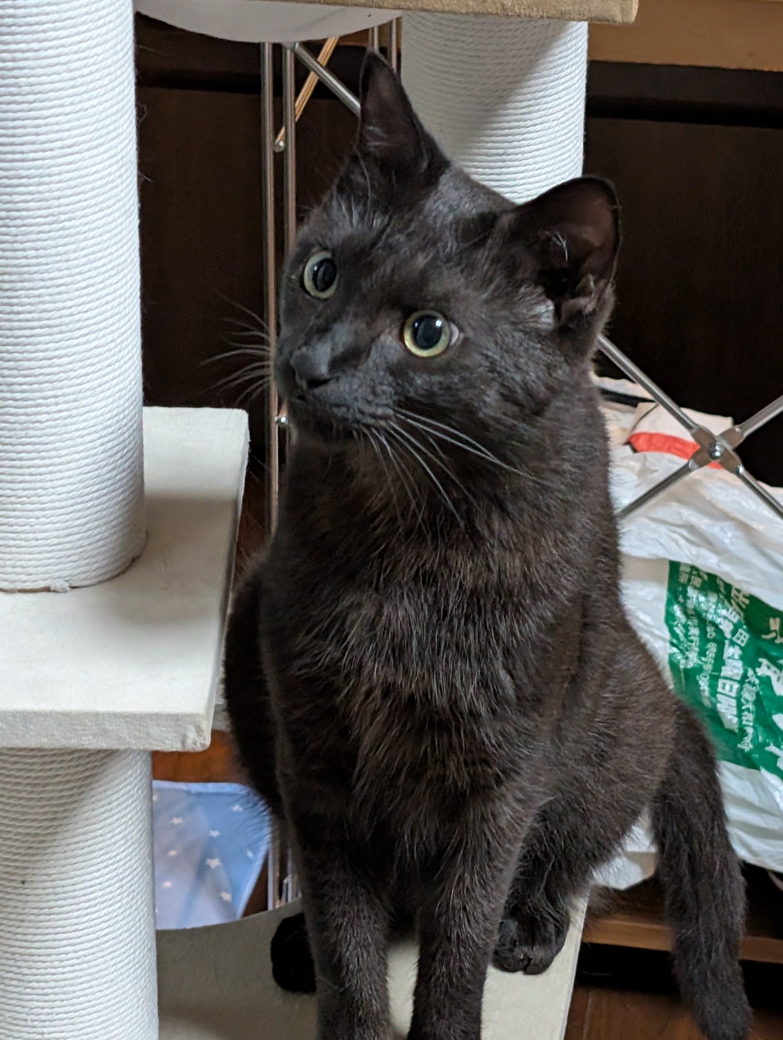 黒猫様 黒猫だけど縞模様、うるしちゃん」千葉県 - 猫の里親募集(222188