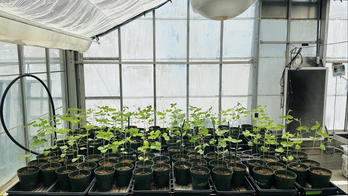 Microbiome & Genomics Lab (@microbiome_lab) on Twitter photo 🌿 We’re collecting photosynthetic data from soybean plants using the LI-COR 6800 system. Monitoring gas exchange to better understand plant physiology under various treatments <a href="/Khan16Nasir/">Nasir Khan</a> #PlantPhysiology #Photosynthesis #SoybeanScience #LiCOR #UofH 🌿 We’re collecting photosynthetic data from soybean plants using the LI-COR 6800 system. Monitoring gas exchange to better understand plant physiology under various treatments <a href="/Khan16Nasir/">Nasir Khan</a> #PlantPhysiology #Photosynthesis #SoybeanScience #LiCOR #UofH