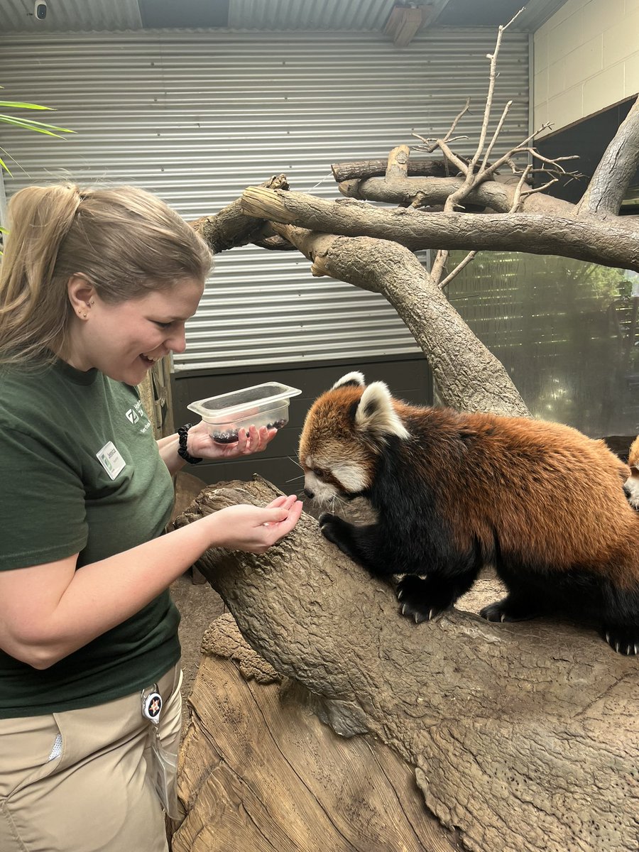 JessicaVShark19's tweet photo. Highly recommend feeding blueberries to red pandas. 10/10 experience. 🫐 https://t.co/lV4ro5EAIa