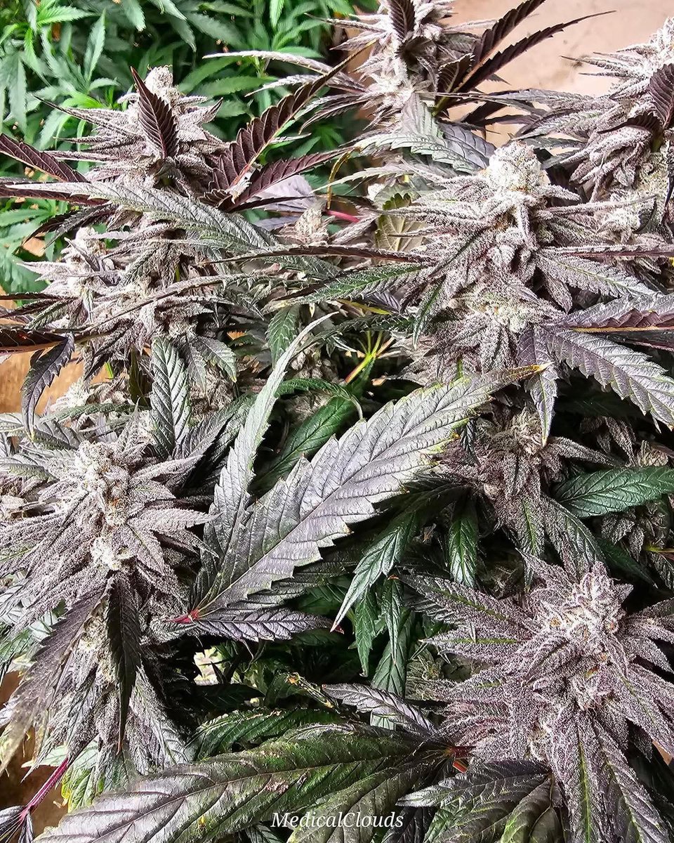 This GMOreoz pheno was some of the best smoke ive had