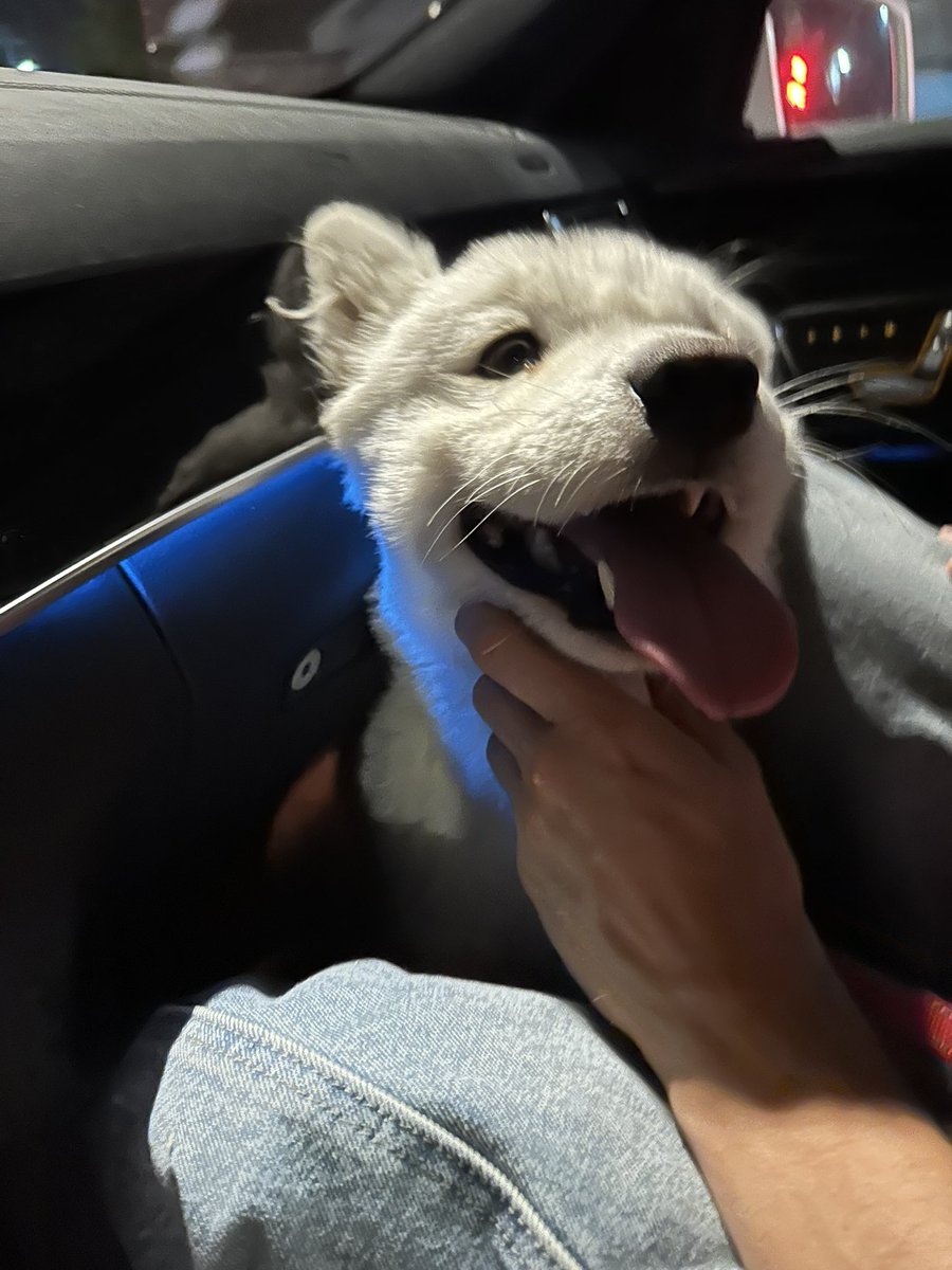 а у меня есть маленький брошенный самоед Маша, вдруг это ваша мечта? 💔