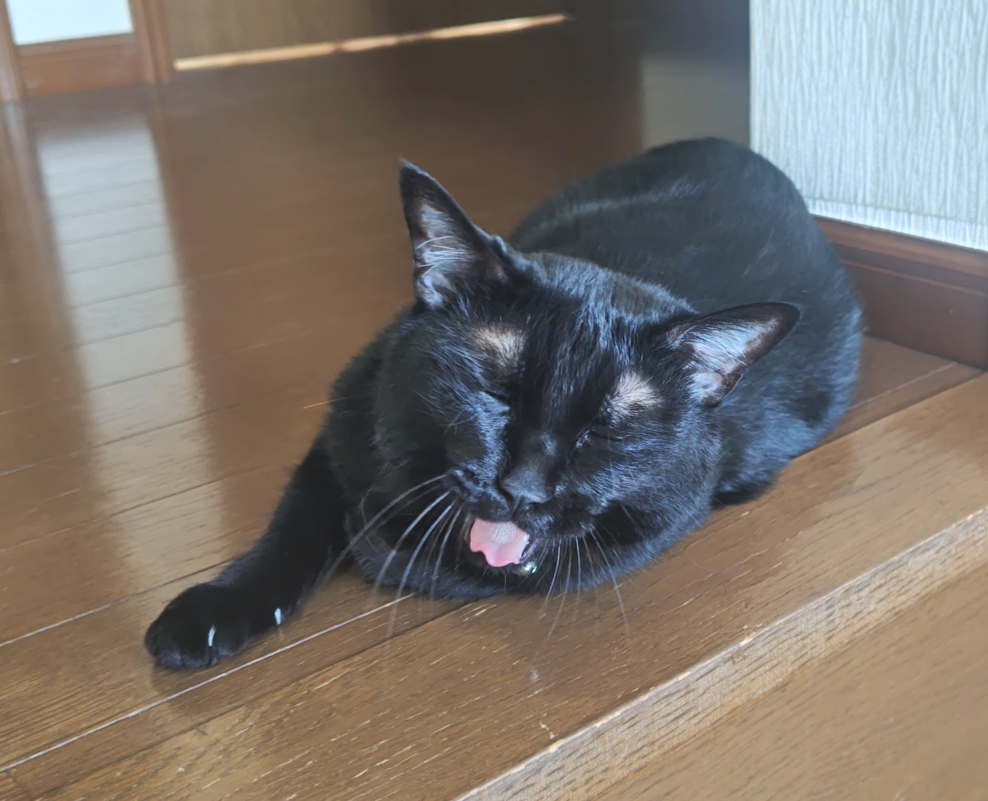 黒猫 寛ぎ中😮‍💨🍃🐾 . . . . . #黒猫#猫#保護猫#黒猫同盟#黒猫部#黒