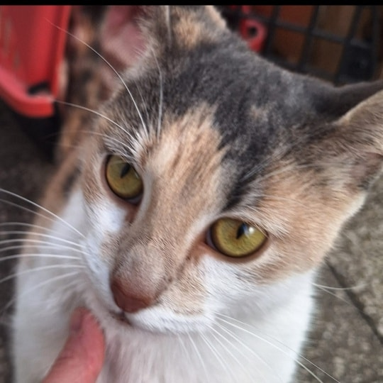 GATITA EN ADOPCIÓN EN VICENTE LOPEZ
Cachorrona encontrada hace unos días. Tiene turno de castración el 21 de agosto. Necesita un hogar para sacarla de la calle.
Barbara 11 6284 0777
#GatitosenadopciondefansZONANORTE