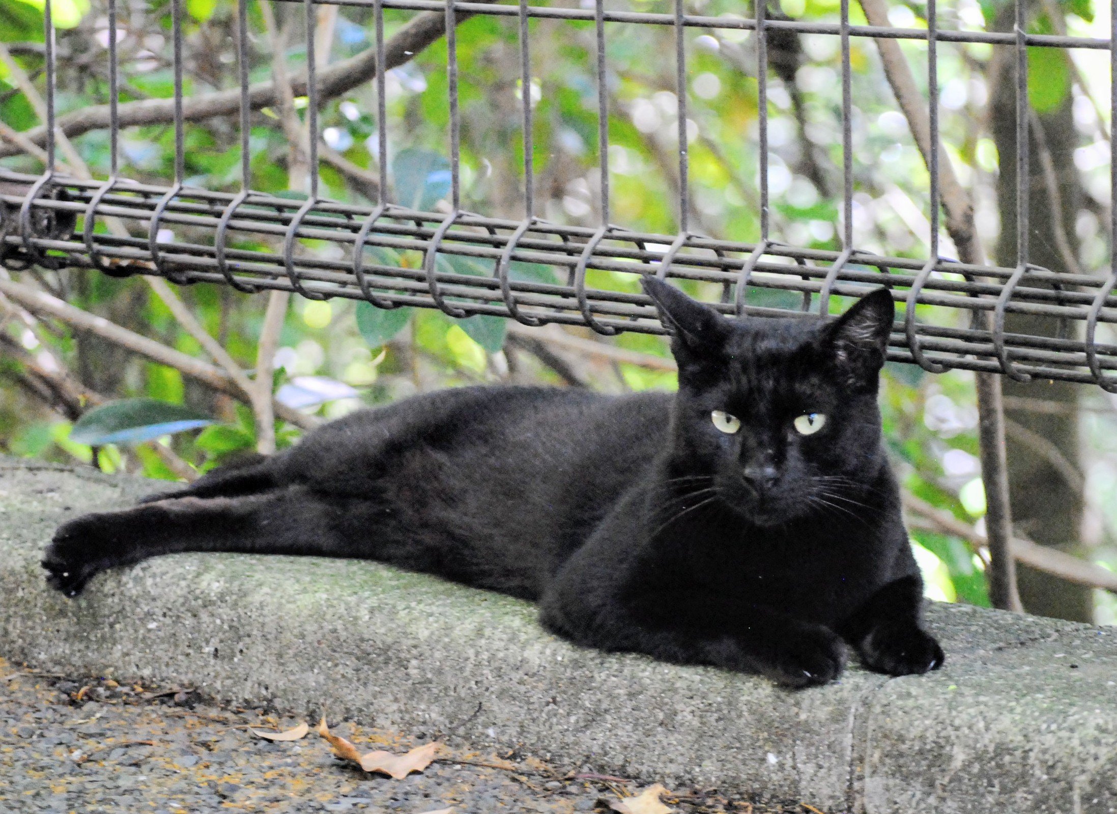 黒猫様♡ありがとうございます♡ 黒猫同盟🐾🐈‍⬛🐾 on X: 