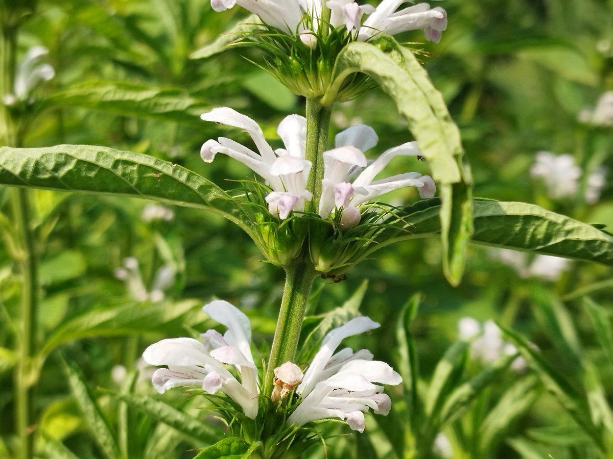 ATLAS (@atlas06266995) / X