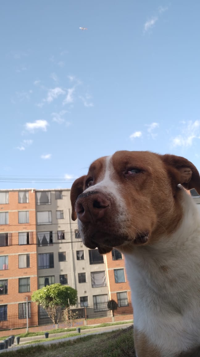 Por favor no más desprecio por los perritos grandes ellos también necesitan ser amados y Natasha necesita amor para volver a sonreír .
Ayúdanos oh  Dios, con una familia para Ella.<a href="/malizca526/">Martha Cecilia</a> <a href="/PLalata99912/">Philip Lalata</a> <a href="/PlataformaALTO/">Plataforma ALTO</a>