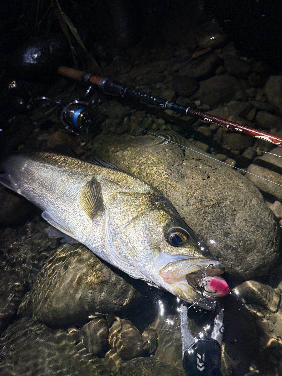 RayNorinobu1209's tweet photo. 清流鱸

 #tulalajp  #tulala  #glissando77  #seabass https://t.co/0AamhvSyIX