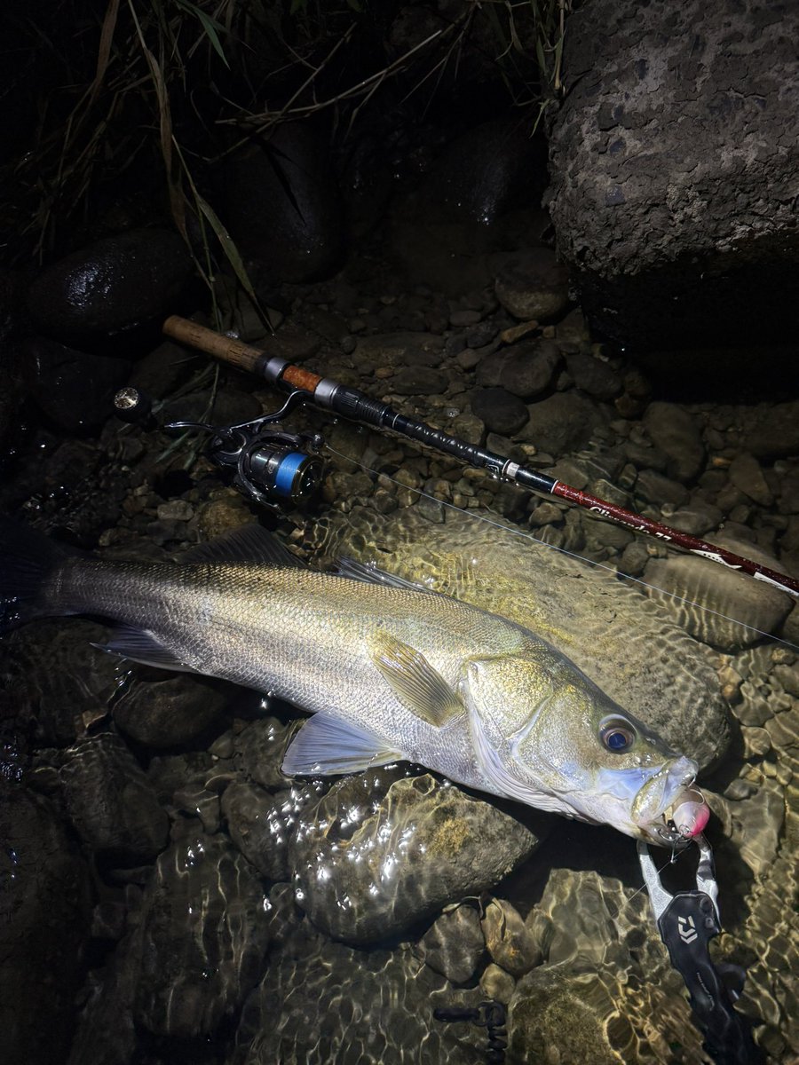 RayNorinobu1209's tweet photo. 清流鱸

 #tulalajp  #tulala  #glissando77  #seabass https://t.co/0AamhvSyIX