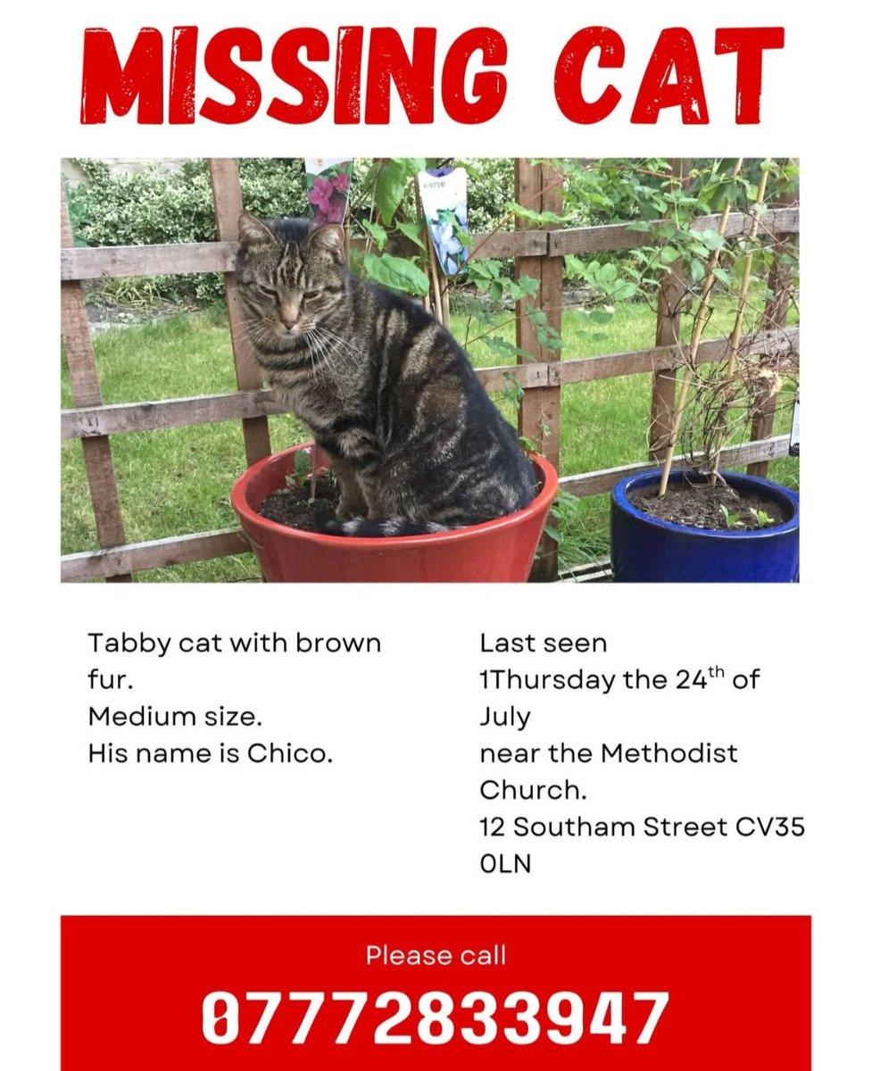 MISSING CAT: Please check sheds, garages etc. Let's help get Chico home.