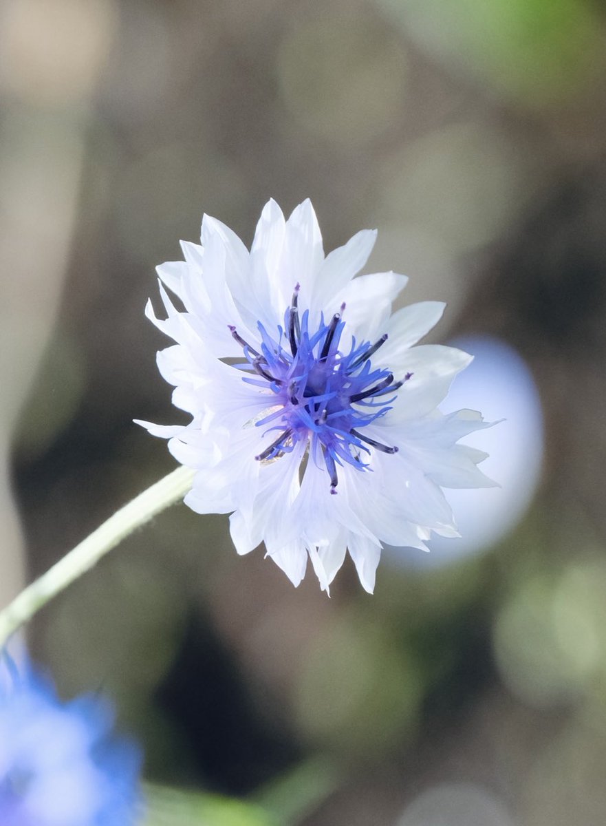 春希 📷 花 tweet media