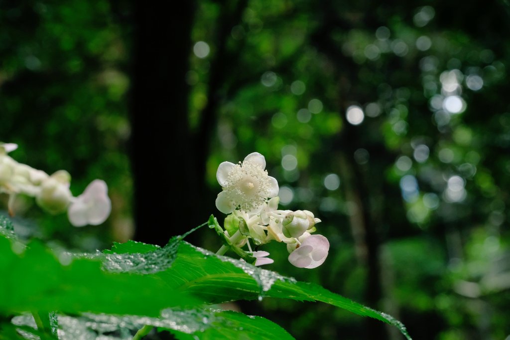a6065kmfka_ok's tweet photo. おはようございます(｀ー´ゞ-☆

阿蘇の盛夏
ギンバイソウ(銀梅草)Hydrangea bifida
小雨模様でしたが銀梅草が咲いてました。
薄暗い林の中では白い花が明るさを感じさせます。

#photo https://t.co/wN2tZuVzX1