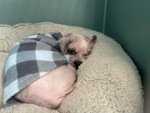 🌻Samson Cat🐱 (@meowmiya88) on Twitter photo 📢🇺🇲🗽Please RT🚨
33 #NYC #cats #dogs need to be rescued by 12pm Tues August 5⏳
🆘️EUTH AT RISK BECAUSE ABANDONED🆘️
Adoption/Foster/Transport inquiries📲
Adopt@nycacc.org MLD1nycdogs@gmail.com Nycurgentcats@gmail.com Info@amsterdog.org
newhope.shelterbuddy.com/Animal/List?pa… 📢🇺🇲🗽Please RT🚨
33 #NYC #cats #dogs need to be rescued by 12pm Tues August 5⏳
🆘️EUTH AT RISK BECAUSE ABANDONED🆘️
Adoption/Foster/Transport inquiries📲
Adopt@nycacc.org MLD1nycdogs@gmail.com Nycurgentcats@gmail.com Info@amsterdog.org
newhope.shelterbuddy.com/Animal/List?pa…