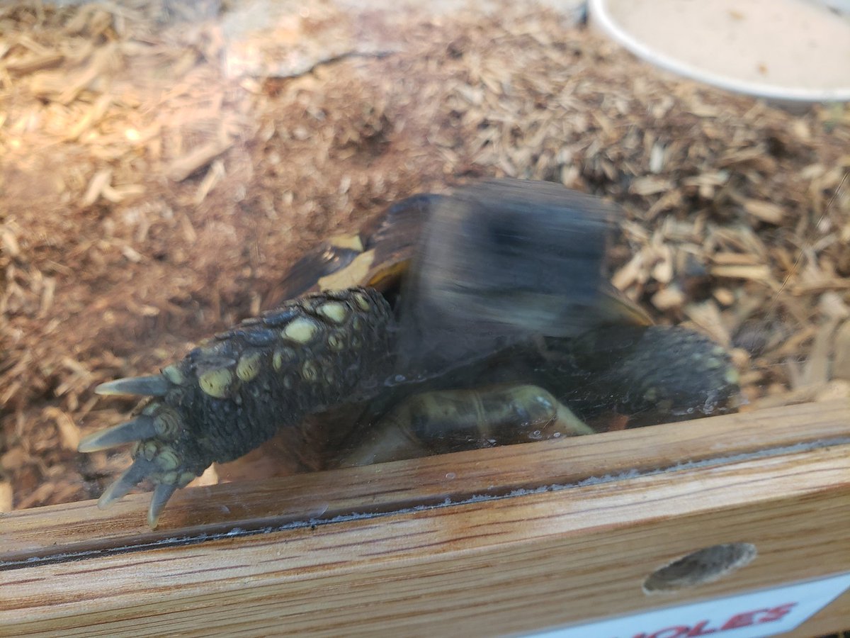 Nicholas Barnes (@coleswordspoet) on Twitter photo Met a tortoise! Met a tortoise!