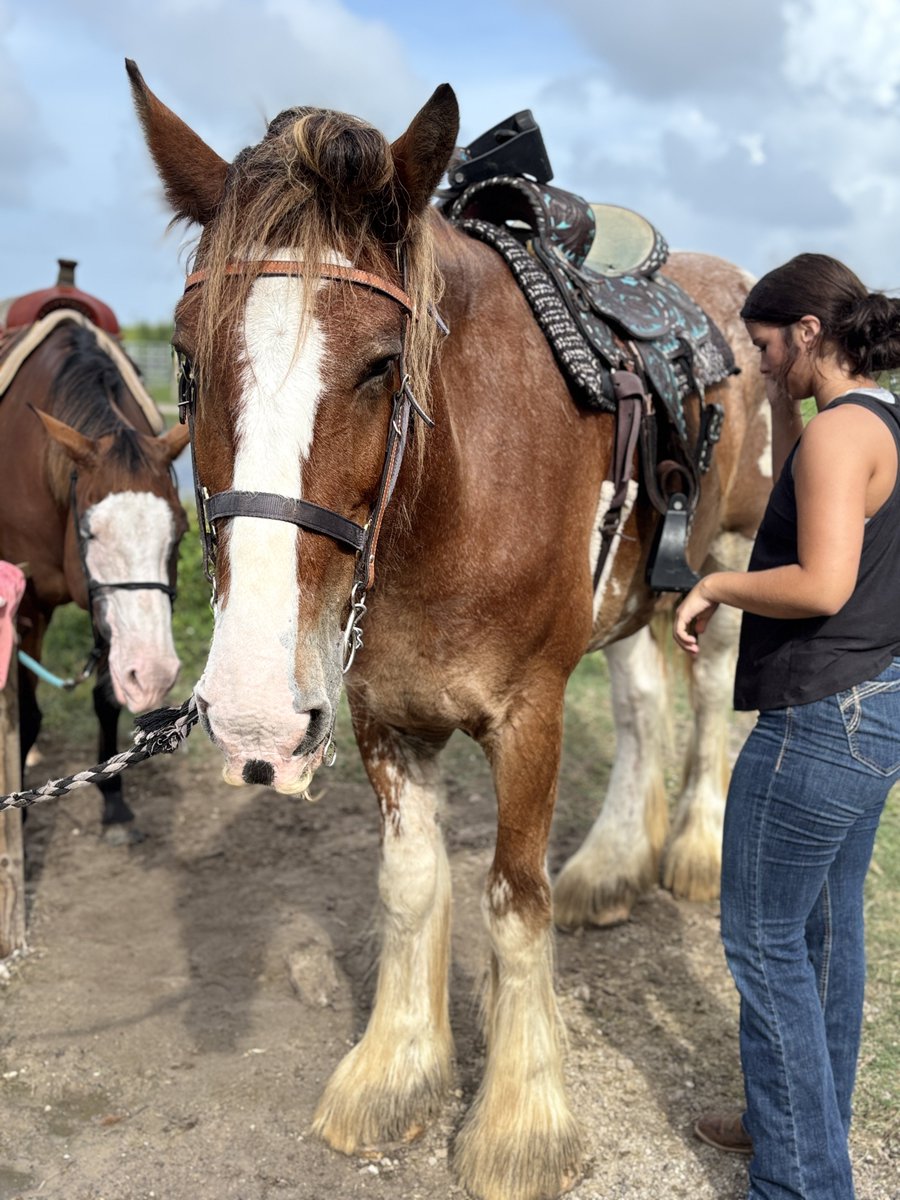 HSachanowicz's tweet photo. Fun on the farm! #Horses #texasgirl https://t.co/pNakBf1jvs
