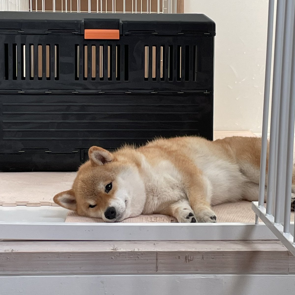 毎朝、起きてからお散歩に出動するまで20分はこんな感じ🐢
早く出ないと暑くなるよ🥵　 #柴犬