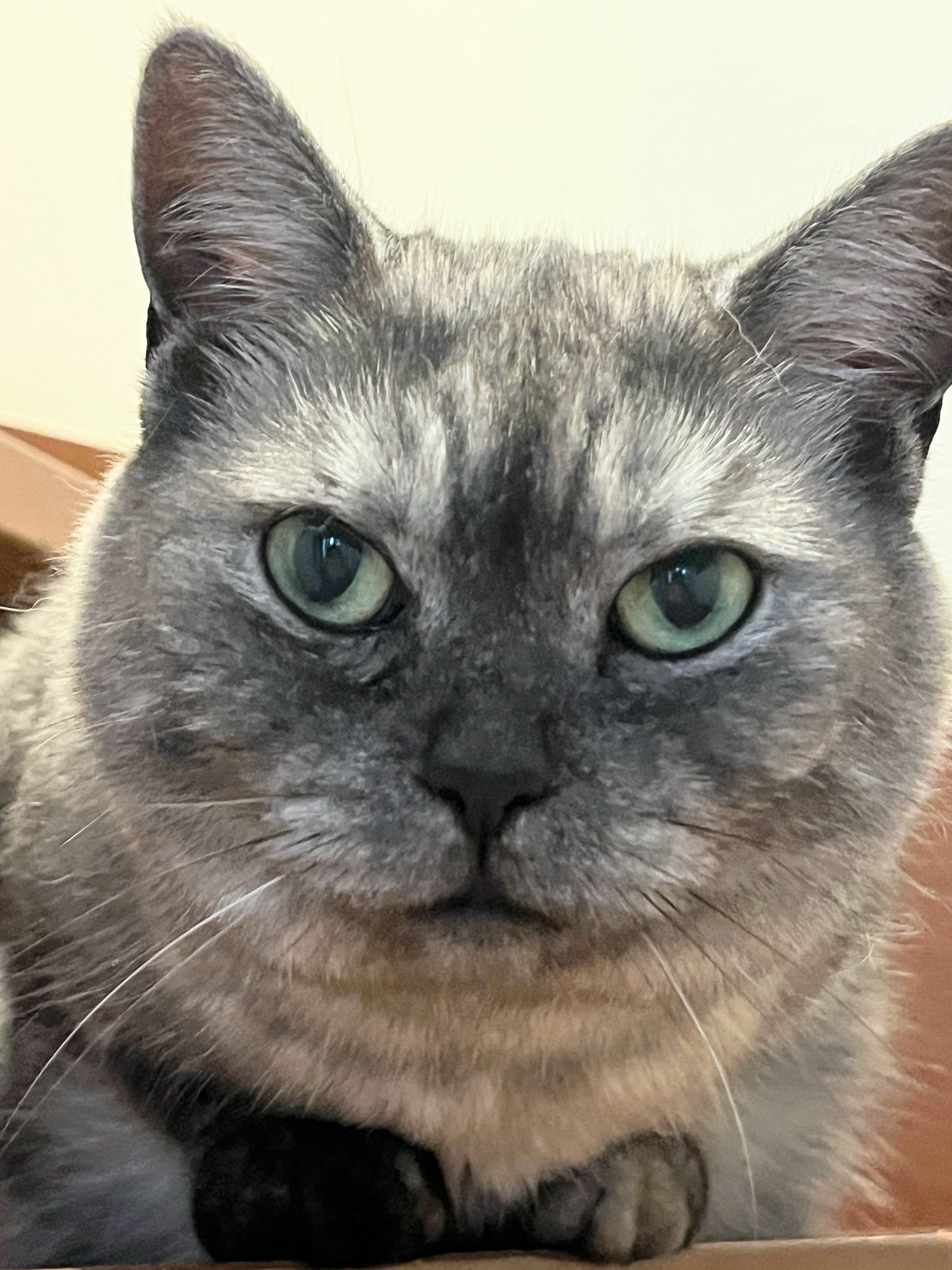 ねこ くっこさん on X: 