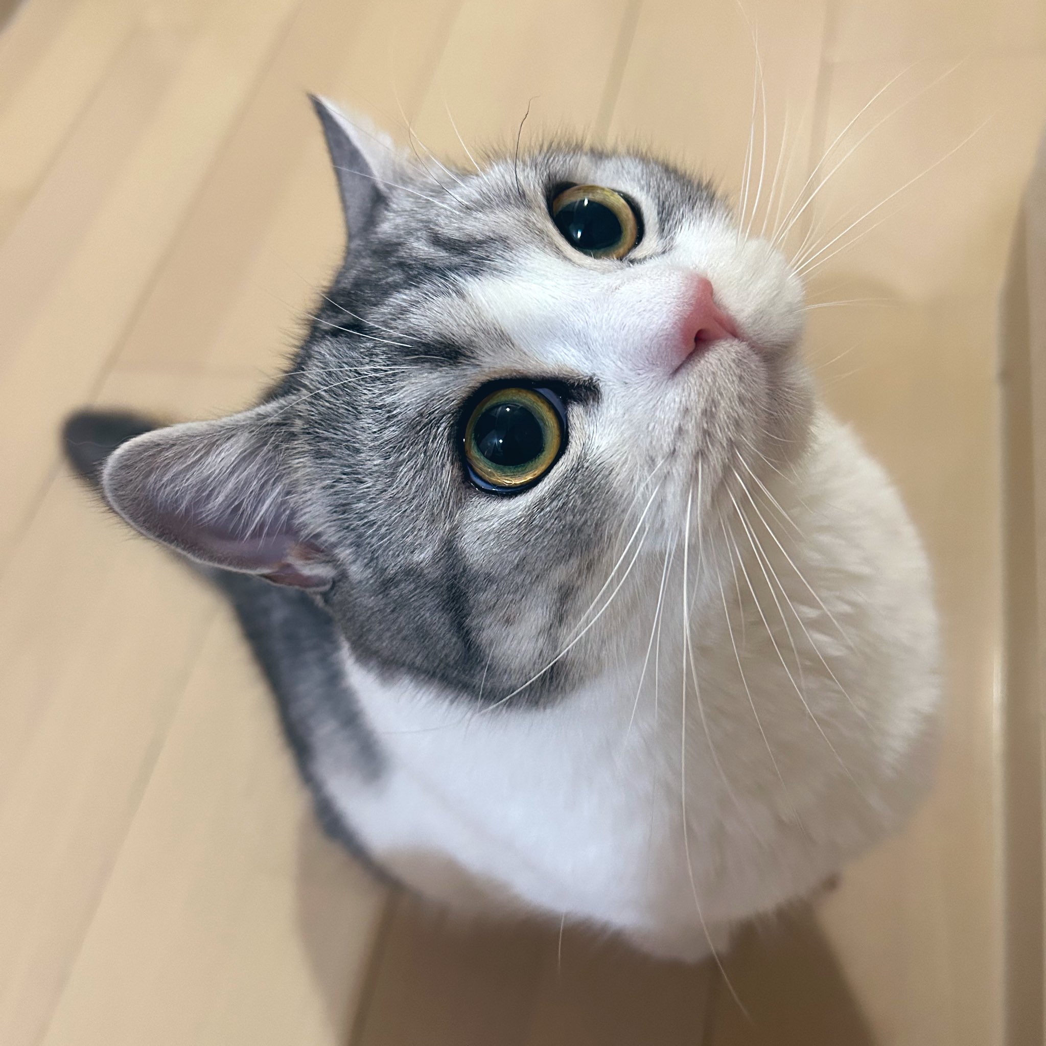猫さん様 サンスター文具 ねこに転生したおじさん ダイカットポストカード