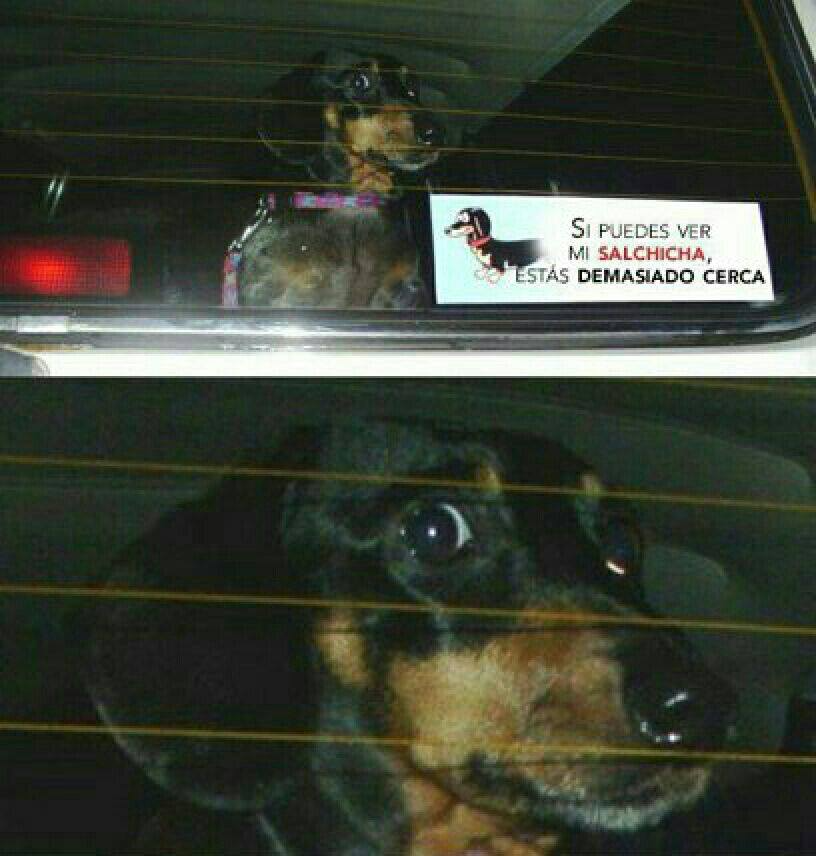 salsichinhas's tweet photo. Se você consegue ver minha salsicha está PERTO DEMAIS https://t.co/JbdadZOo5A