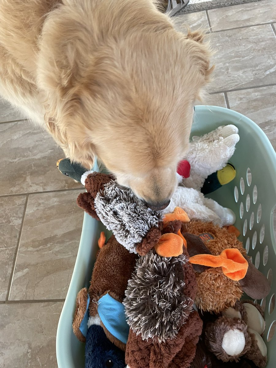 Karen Banfield Hare tweet media