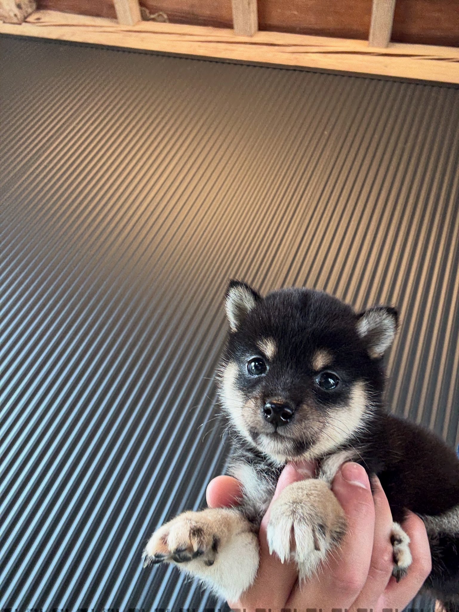 柴犬様ユースシアタージャパン　１５０ 秋田犬・柴犬ブリーダー茨城宿犬舎 on X: 
