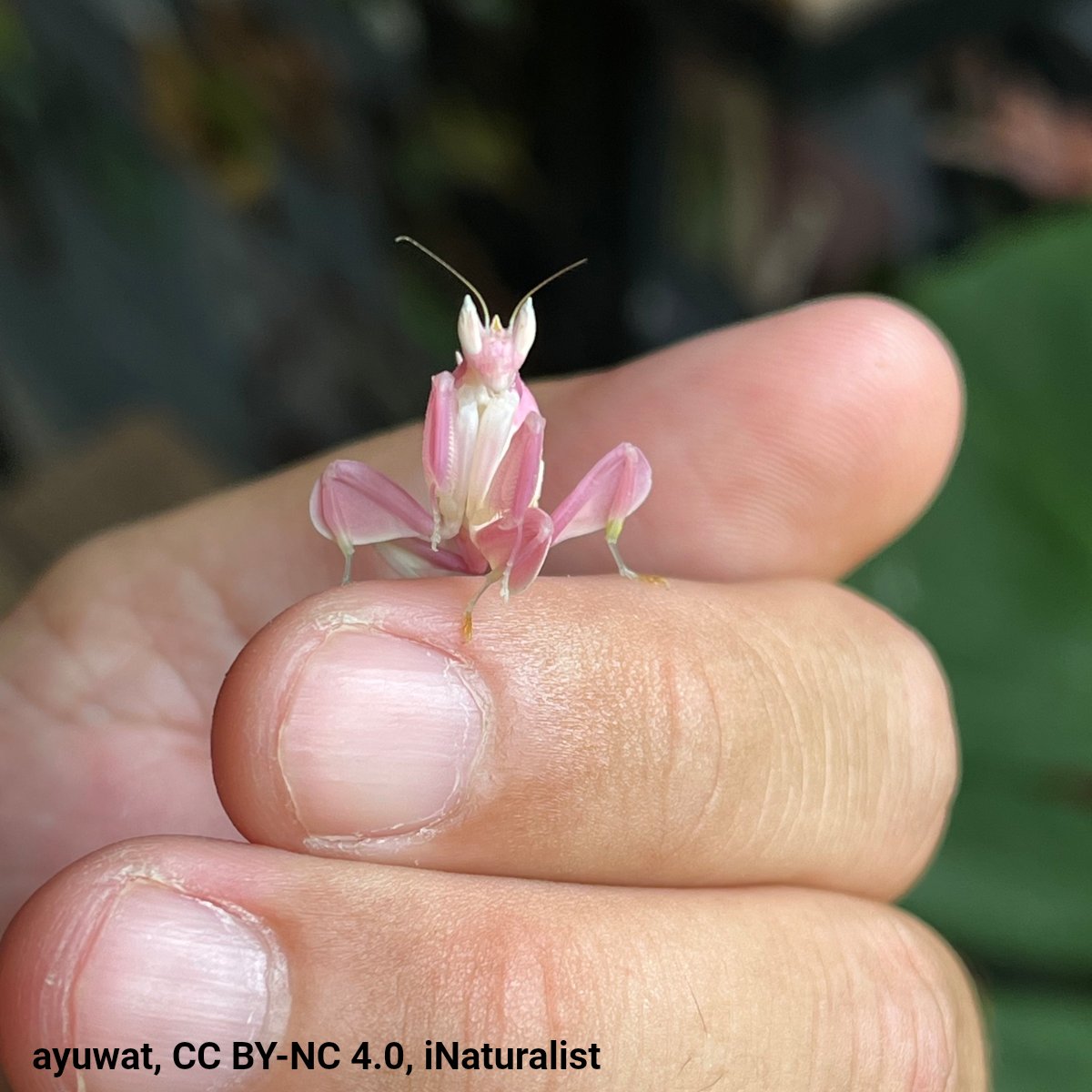 It’s pretty, it’s pink… and it’s deadly. Meet the orchid mantis. This insect's back legs look like petals &amp; can change color, making it a master of camouflage. Spiny front legs allow it to grab unsuspecting prey—which often mistake the mantis for a flower.