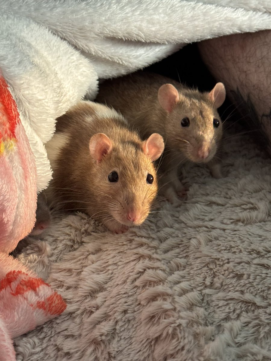 Bugs and his mini me