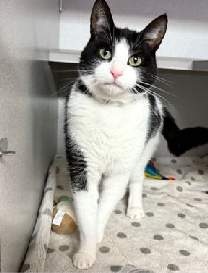 🆘🆘 MYLO, 1 YO, MALE –  IN MANHATTAN ACC - came into the shelter as an  owner surrender on 7/8/2025, with the surrender reason stated as animal behavior - aggressive towards people.    🆘🆘 😿 😿 😿 😿

➡️TBD 8/5/25

➡️ JUST A BABY

➡️ 🆘🆘  1ST Chance on Emergency Placement