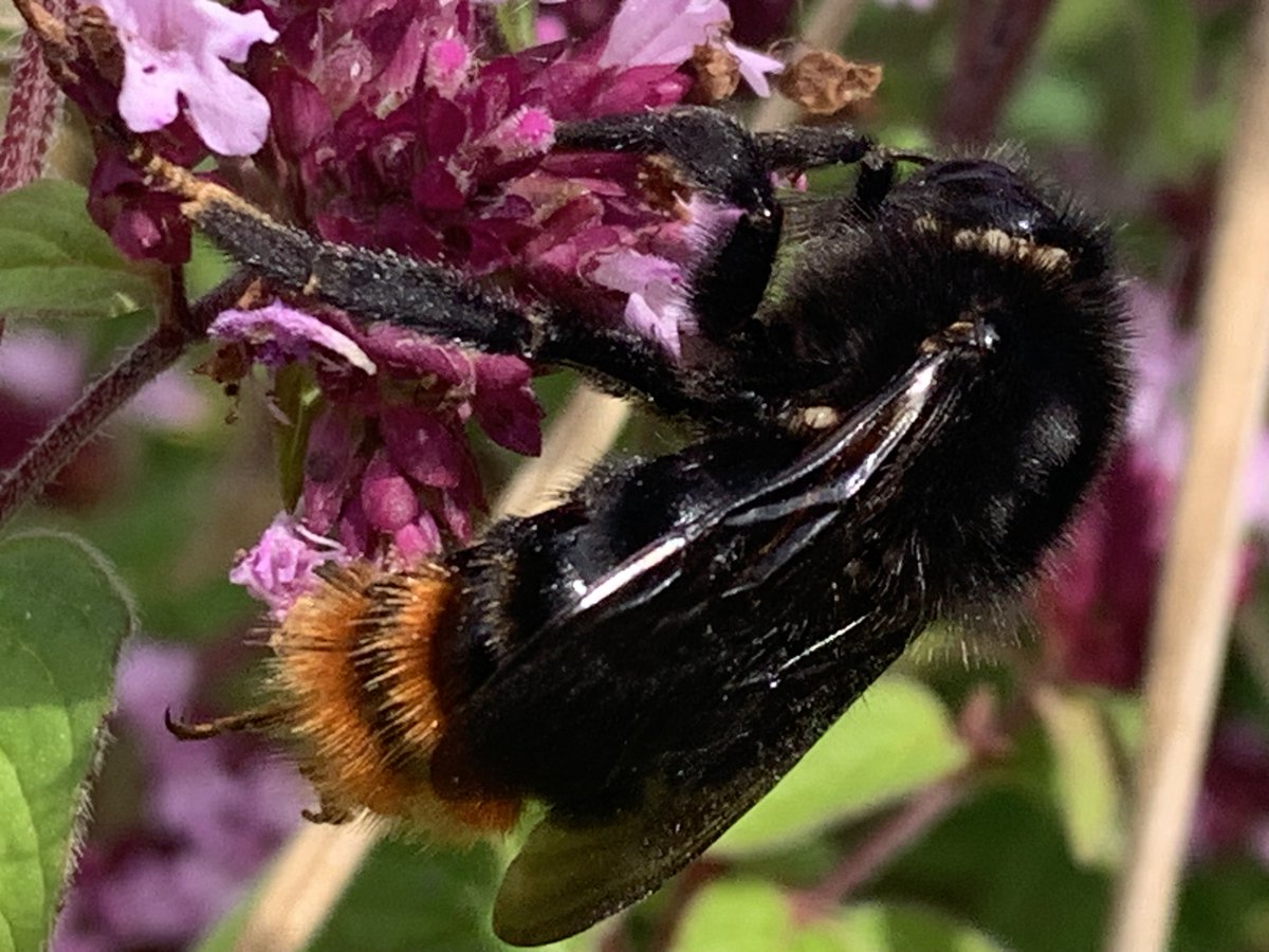 Dan Tuson tweet media