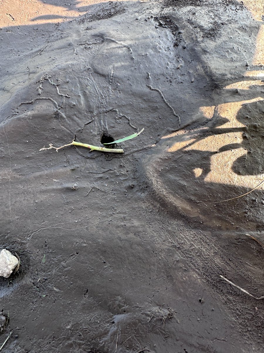 SoilLorax's tweet image. #Earthworm taking a leaf into their tunnel!