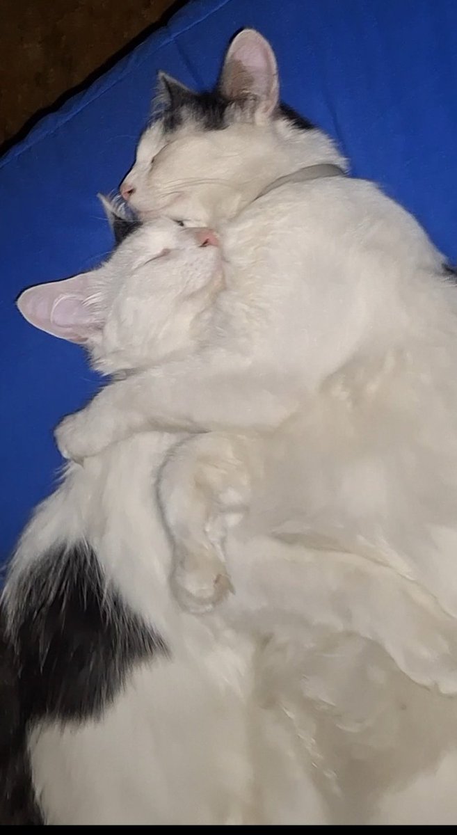 CUTE or NOT CUTE? #SistersCuddling #Bandita #Pirita