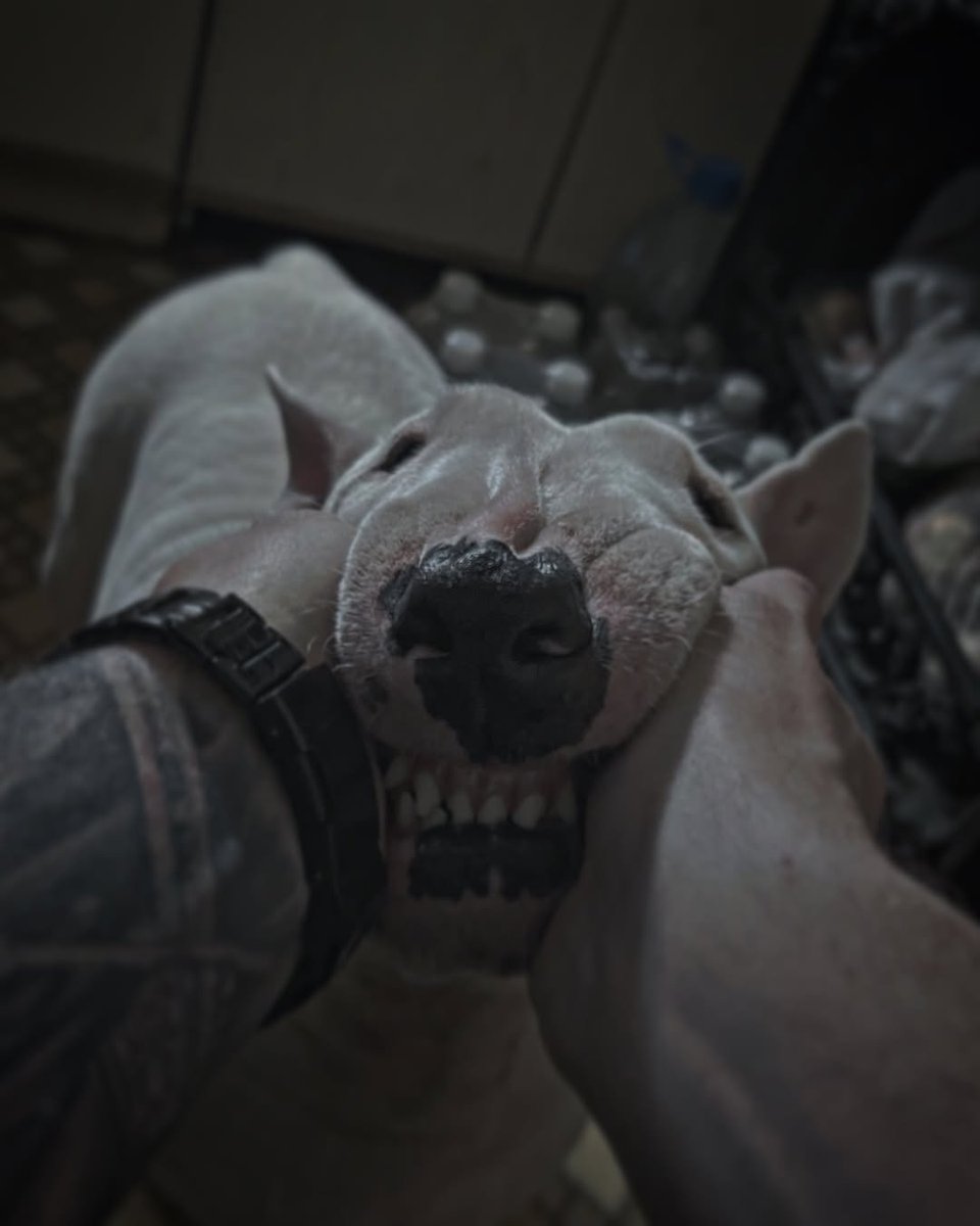 Daniloalik's tweet photo. Bruce isn't just a pet — he's my happiness on dark days, my energy when I'm low, and my peace when the world gets too loud. His goofy face, loyal heart, and pure soul are everything I never knew I needed. Life's just better with him in it. ❤️🐾 #MyBoyBruce #DogLove https://t.co/8MVz9gUBc2